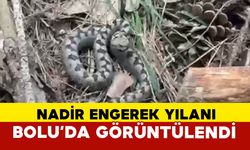 Nadir görülen zehirli boynuzlu engerek yılanı Bolu’da görüntülendi