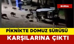 Piknikte domuz sürüsü panik yarattı