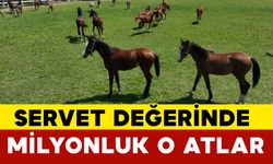 Servet Değerinde Milyonluk O Atlar