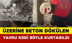 Üzerine Beton Dökülen Yavru Kedi Böyle Kurtarıldı