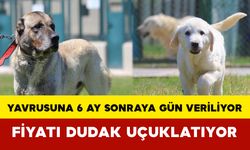 Yavrusuna 6 Ay Sonraya Gün Veriliyor: Fiyatı Dudak Uçuklatıyor