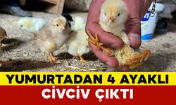 Yumurtadan 4 ayaklı civciv çıktı