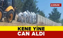 Kene yine can aldı