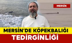 Görenler şaşkına döndü: Mersin'de köpekbalığı paniği