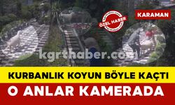 Karaman'da firar eden kurbanlık koyun çiçekçi bahçesinde yakalandı