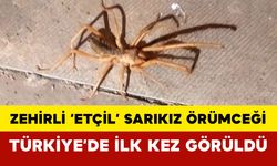 Türkiye’de İlk Kez: Zehirli ‘Etçil’ Sarıkız Örümceği Görüldü