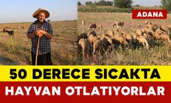 50 Derece Sıcakta Hayvan Otlatıyorlar