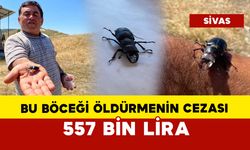 Bu böceği öldürmenin cezası 557 bin lira