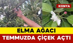 Elma Ağacı Temmuzda Çiçek Açtı