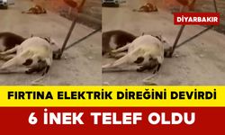 Fırtına Elektrik Direğini Devirdi: 6 İnek Telef Oldu