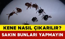 Kene Nasıl Çıkarılır? Sakın Bunları Yapmayın
