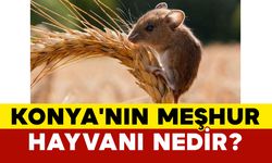 Konya'nın meşhur hayvanı nedir?