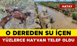 O Dereden Su İçen Yüzlerce Hayvan Telef Oldu