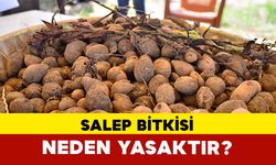 Salep Bitkisi Neden Yasaktır?