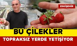 Topraksız yerde dekarda 30 bin çilek yetişiyor