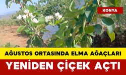 Ağustos Ortasında Elma Ağaçları Yeniden Çiçek Açtı
