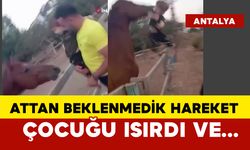 At çocuğu ısırarak havaya fırlattı