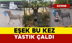 Eşek bu kez otobüs şoförünün yastığını çaldı