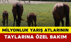 Milyonluk Yarış Atlarının Taylarına Özel Bakım
