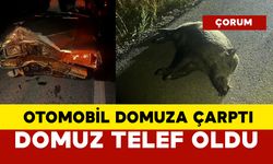 Otomobil yola çıkan domuza çarptı