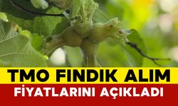 TMO Fındık Alım Fiyatlarını Açıkladı