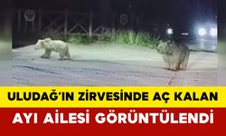 Uludağ’ın Zirvesinde Aç Kalan Ayı Ailesi Görüntülendi