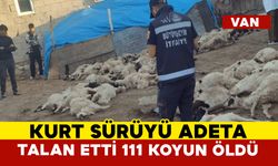 Van’da kurt saldırısı: 111 koyun telef oldu