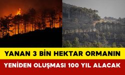 Yanan 3 Bin Hektar Ormanın Yeniden Oluşması 100 Yıl Alacak