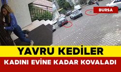Yavru Kediler Kadını Evine Kadar Kovaladı
