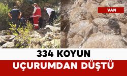 334 koyun uçurumdan düştü