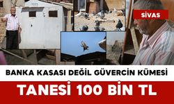 Banka Kasası Değil Güvercin Kümesi: Tanesi 100 Bin TL