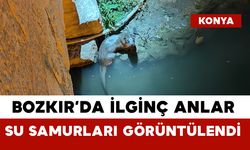 Bozkır'da su samurları yeniden görüldü
