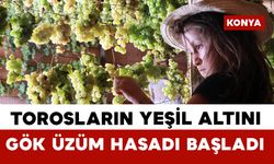 Konya'da Torosların yeşil altını "gök üzüm" hasadı başladı