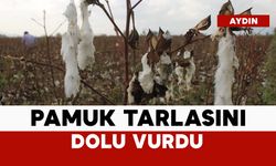 Dolu bu sefer pamuk tarlasını vurdu
