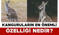 Kanguruların en önemli özelliği nedir?