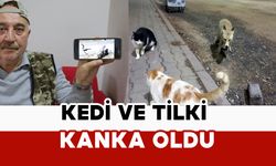 Kedi ve tilki kanka oldu
