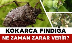 Kokarca Fındığa Ne Zaman Zarar Verir?