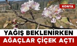 Yağış Beklenirken Ağaçlar Çiçek Açtı
