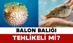 Balon Balığı Tehlikeli mi?
