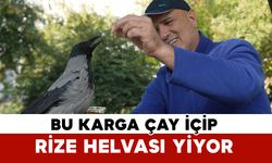 Bu karga çay içip Rize helvası yiyor