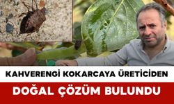 Kahverengi Kokarcaya Üreticiden Doğal Çözüm Bulundu