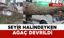 Minibüsün üstüne ağaç devrildi