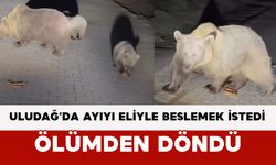 Uludağ’da ayıyı eliyle beslemek istedi: Ölümden döndü