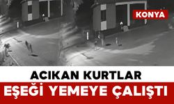 Aç kalan kurtlar mahalleye inerek eşeği yemeye çalıştı