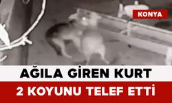 Ağıla Giren Kurt 2 Koyunu Telef Etti
