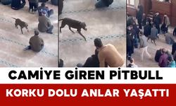 Camiye Giren Pitbull Korku Dolu Anlar Yaşattı