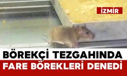 İğrenç görüntü: Börek tezgahlarında fare cirit attı