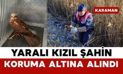 Yaralı Kızıl Şahin Koruma Altına Alındı