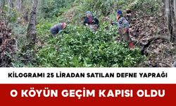 Kilogramı 25 liradan satılan defne yaprağı o köyün geçim kapısı oldu