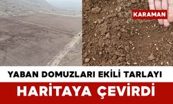 Yaban Domuzları Ekili Tarlayı Haritaya Çevirdi